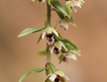 Kruštík širolistý (Epipactis helleborine)