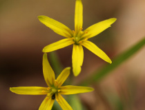 Křivatec žlutý (Gagea lutea)
