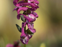 Dymnivka dutá (Corydalis cava)