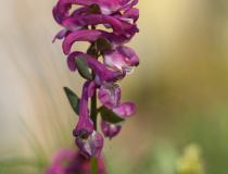 Dymnivka dutá (Corydalis cava)