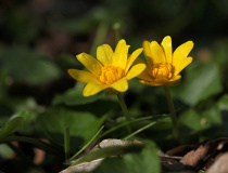 Orsej jarní (Ficaria verna)