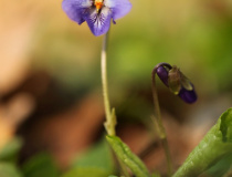 Violka vonná (Viola odorata)