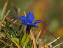 Hořec okrouhlý (Gentiana orbicularis)
