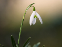 Sněženka podsněžník (Galanthus nivalis)