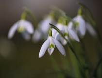 Sněženka podsněžník (Galanthus nivalis)