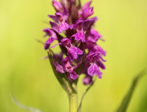 Prstnatec májový (Dactylorhiza majalis)