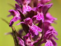 Prstnatec májový (Dactylorhiza majalis)