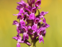 Prstnatec májový (Dactylorhiza majalis)