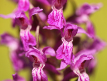 Prstnatec májový (Dactylorhiza majalis)