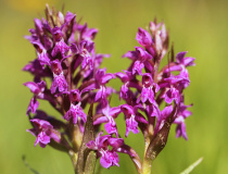 Prstnatec májový (Dactylorhiza majalis)