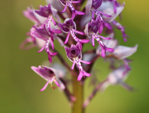 Vstavač vojenský (Orchis militaris)