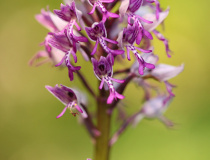 Vstavač vojenský (Orchis militaris)