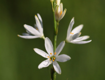 Bělozářka liliovitá (Anthericum liliago)
