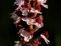Vstavač nachový (Orchis purpurea)