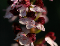 Vstavač nachový (Orchis purpurea)