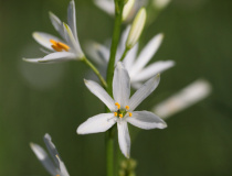 Bělozářka liliovitá (Anthericum liliago)