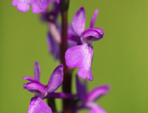 Vstavač (Rudohlávek) bahenní (Anacamptis palustris)