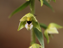 Kruštík širolistý (Epipactis helleborine)