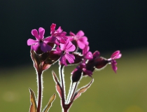 Knotovka červená (Silene dioica)