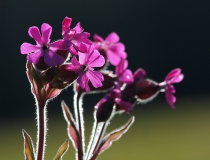 Knotovka červená (Silene dioica)