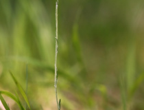 Kociánek dvoudomý (Antennaria dioica)
