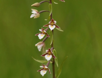 Kruštík bahenní (Epipactis palustris)