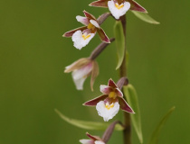Kruštík bahenní (Epipactis palustris)