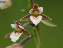 Kruštík bahenní (Epipactis palustris)