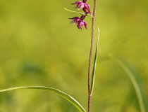 Kruštík tmavočervený (Epipactis atrorubens)