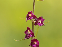 Kruštík tmavočervený (Epipactis atrorubens)