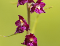 Kruštík tmavočervený (Epipactis atrorubens)