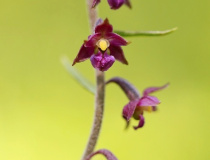 Kruštík tmavočervený (Epipactis atrorubens)