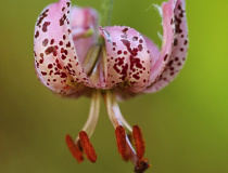 Lilie zlatohlavá (Lilium martagon)