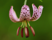 Lilie zlatohlavá (Lilium martagon)