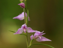 Okrotice červená (Cephalanthera rubra)