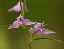 Okrotice červená (Cephalanthera rubra)