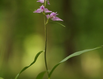 Okrotice červená (Cephalanthera rubra)