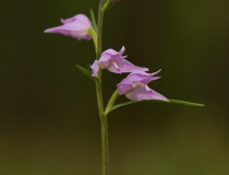 Okrotice červená (Cephalanthera rubra)