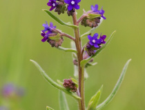 Pilát lékařský (Anchusa officinalis L.)