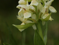 Prstnatec bezový (Dactylorhiza sambucina) – světle žlutá forma květů