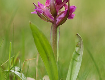 Prstnatec bezový (Dactylorhiza sambucina) – nachová forma květů
