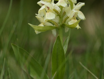 Prstnatec bezový (Dactylorhiza sambucina) – světle žlutá forma květů