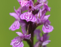 Prstnatec český (Dactylorhiza bohemica)