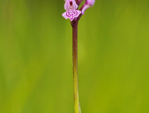 Prstnatec český (Dactylorhiza bohemica)