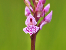 Prstnatec český (Dactylorhiza bohemica)