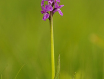 Prstnatec český (Dactylorhiza bohemica)