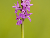 Prstnatec český (Dactylorhiza bohemica)