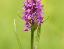 Prstnatec májový (Dactylorhiza majalis)