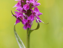 Prstnatec májový (Dactylorhiza majalis)
