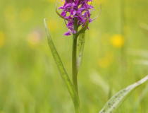 Prstnatec májový (Dactylorhiza majalis)